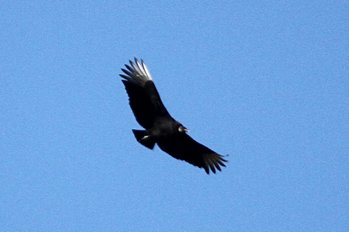 Vulture20150120_6